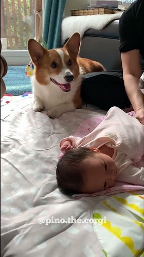 Corgi reaction to baby hiccup