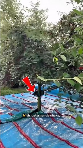 Innovative Cherry Harvesting with Tree Shaking Technology🫨 #shorts