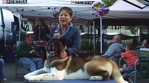“In order to have a top winning dog, you need to get into a couple places…in their head and in their heart. It’s not just hooking up a leash. It’s communication.” Says professional handler, Laurie Fenner in our recent #RoadtoWKC interview. The bond between humans and canines is like no other. Throughout our rich history, the WKC has celebrated companionship through its events and supported organizations who rely on this special relationship, such as the National Association of Search and Rescue,