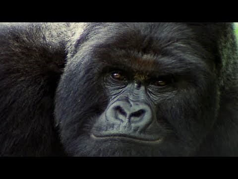 The Hidden Lives of Gorillas: Mating Strategies & Survival Instincts