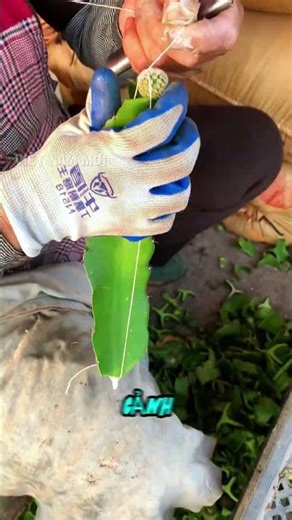 Kỹ thuật ghép xương rồng lên gốc thanh long giúp lớn nhanh và nở hoa cực đẹp