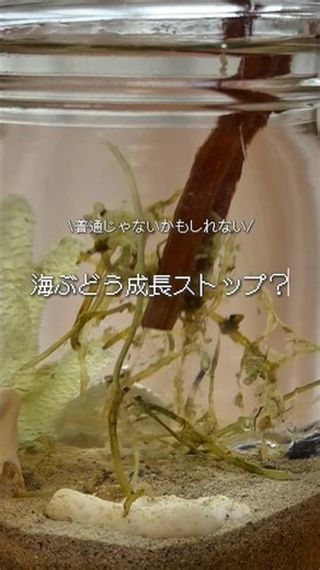 成長ストップしたかも...#栽培 #海ぶどう