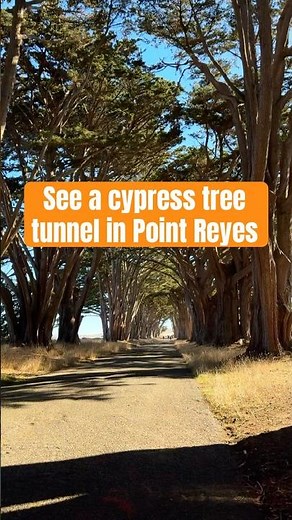 California's Most Magical Tree Tunnel Hides in Point Reyes #shorts