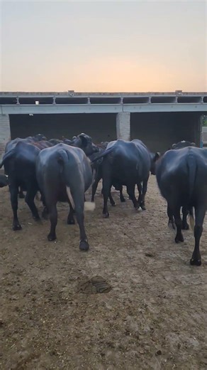 Buffalo farming, Buffalo talaab, Buffalo cartoon, bhains wala cartoon, #cows #buffalo #animals