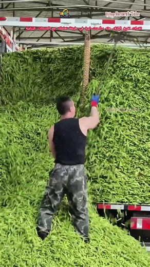 تقنيات تفريغ البازلاء هذه ستُحدث ثورة في طريقة تعاملك مع المنتجات الزراعية