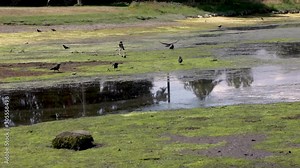 Wide shot in slow motion following a crow flying low across a swamp like field with other crows standing around on the field on an overcast day.
