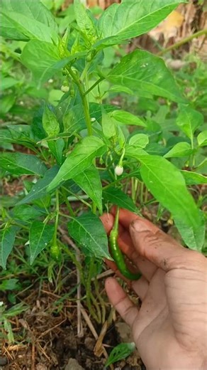 harvesting green chilli pepper 🌶️ #youtubeshorts #nature #homegarden #farming