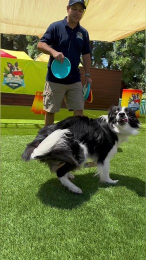 Stunt Dog Show Productions on Reels