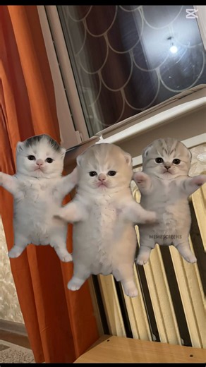 Adorable Kittens Standing on Their Hind Legs & Waving Their Paws 😻 Cutest Video Ever!