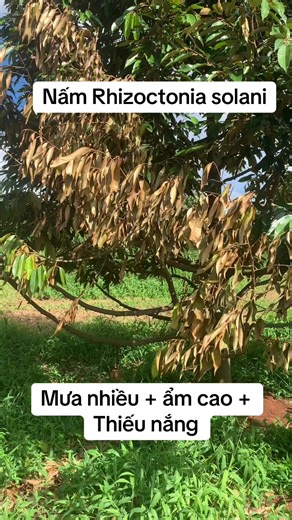 Nấm Rhizoctonia solani: Bệnh Thường Gặp Ở Cây Cối