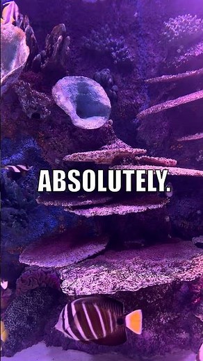 Penis Worms Explode to Reproduce!