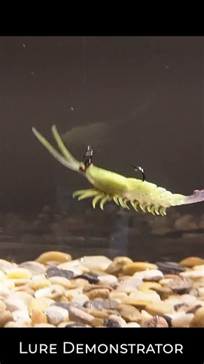 Meet The Lure Demonstrator #luredemo #fishinglure #luredemonstrator #swimtank