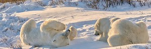 Canada Polar Bear Holidays