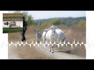 3-4-23 Midwest sheep and goat market report