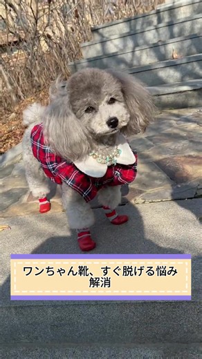 お散歩がもっと快適にの かわいくて歩きやすいペットシューズ、毎日のお出かけにおすすめです♪ #ペットシューズ＃大の靴#犬用品#愛犬グッズ #犬との暮らし＃わんこ