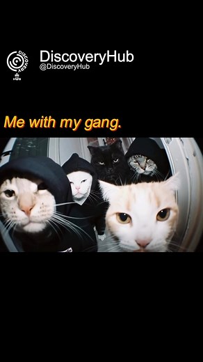 2.1K views · 24 reactions | A group of cats is most commonly referred...