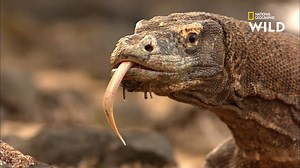 Grâce à sa langue, le dragon de Komodo peut flairer une proie à plus de 4km. Ensuite, son venin lui permet de l'immobiliser ! Découvrez Au cœur de l'Asie, dès mardi à 20.45 sur National Geographic Wild, disponible avec Canal . | Nat Geo Wild France