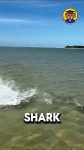 134K views · 1K reactions | Shark Facts類麗 #facts #wildlifeplanet | Be Animal Facts | Facebook