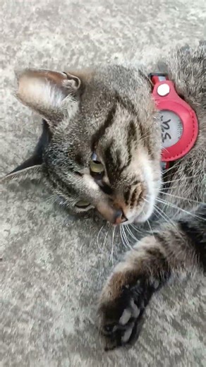 ちび