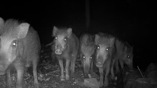 Aggressive boar herd charges into the trail camera