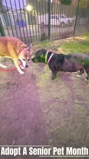 #SeniorDog #SheleterPlaygroup With Dobby Louie Stevie & Annabelle #AdoptASeniorPetMonth HI! My Name Is Dobby Pet ID: #A752160 Intake Date: 11/06/2025 Gender: Male Age: 7 Years Old Breed: American Bulldog Boxer Mix HI! My Name Is Louie Pet ID: #A752119 Intake Date: 11/06/2025 URGENT: Needs Rescue Gender: Male Age: 9 Years Old Breed: Pit Bull Terrier Mix HI! My Name Is Stevie Pet ID: #A751881 Intake Date: 11/01/2025 URGENT: Needs Rescue Gender: Female Age: 12 Years Old Breed: German Shepherd Cattl