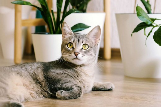 12 Pet-Friendly Plants That Are Safe for Cats