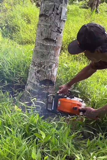 The best skill cutting down coconut tree | Making Video