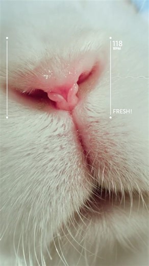 The Beat of Freshness - YTShort NL