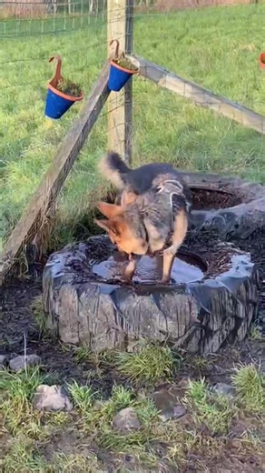 Sam loving the new water feature in the Zoom Zone 🤣 #privatehire #dogfield #gsd #germanshepherd | Beechgrove Doggy Fun Park, Behaviour & Training Centre