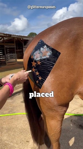 Stunning Horse Makeover!