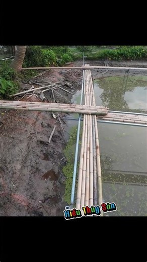 trước khi nuôi ốc nhồi cần chuẩn bị những gì ? #hieuthuysan #ocbuouden