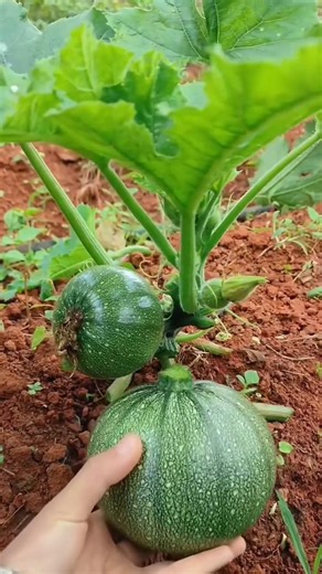 Let's harvest a little pumpkin from home garden 🎃🎃🎃 #gardening #satisfying #farming #vegetables