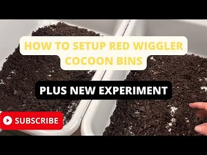 How to prepare Red Wiggler cocoons for hatching. #wormcomposting #wormfarm