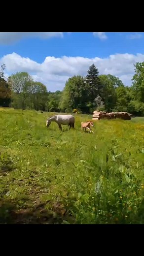 🐴 Pinata 🤩 Petite pouliche pleine de vie, née le 28 avril 2025 disponible à la réservation pour une famille sérieuse et 5 ⭐️ Élevée avec amour à notre ferme pédagogique, elle connaît donc nombreux animaux de la ferme, et sera habituée au monde et aux enfants. Nous prendrons le temps de la manipuler pour qu’elle sache marcher en main, donner les pieds, être brossée ... Elle pourra partir à son sevrage entre ses 6 et 10 mois, ou rester en pension à la ferme. Sa maman ponette type welsh 115 cm So
