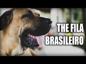 THE FILA BRASILEIRO - A QUICK LOOK AT THE HISTORY AND BREED STANDARD