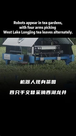 Robots🤖 appear in tea gardens, picking West Lake Longjing tea with four arms alternately. Empowered by AI technology, high-quality West Lake Longjing tea is popularized nationwide. #robot