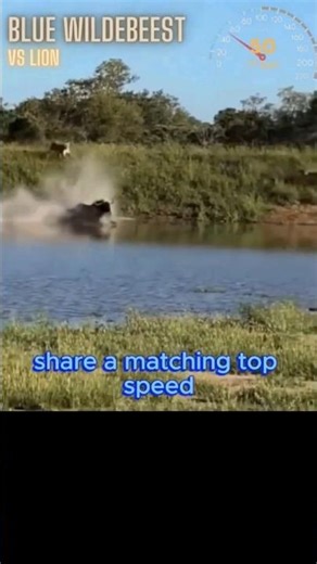 Wildebeest vs Lion 🐃 Speed Isn’t Enough… This Is How They Really Escape