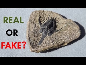 Real vs. Fake Trilobite Fossils and How to Tell the Difference (Revised)