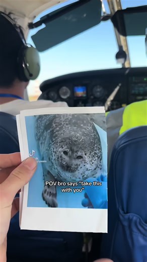 Aviation Humor: A Pilot's Perspective