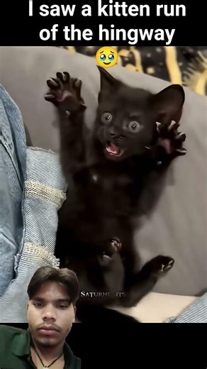 I saw a kitten run of the hingway 🥹 #viral #youtubeshort #viralshort #cutemoment #cat