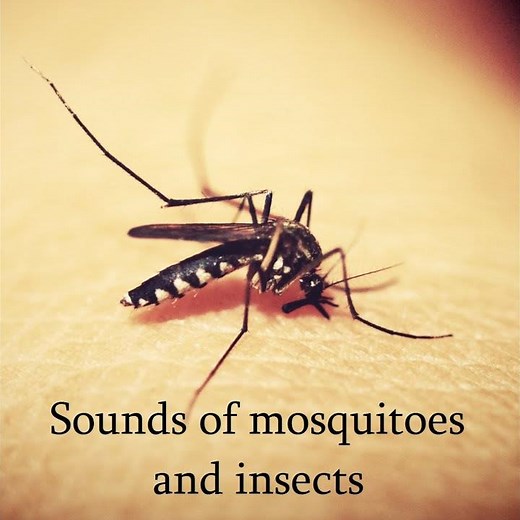 Suara nyamuk
