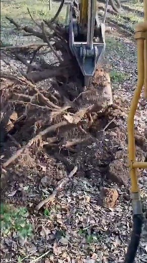 Tree uprooting process- Goodtools and machinery make work easy