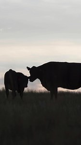“I want to thank the Angus Cow, herself . . . Be good to those cattle. They gave us the life we have.” - Bruce Stertzbach, 2024 Cattlemen’s Congress Angus Super ROV Female Grand Drive. 🖤We couldn’t agree more, Bruce. | #Angus #AngusFamily | American Angus Association