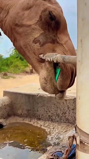 Clever camel | Roar Wildlife News