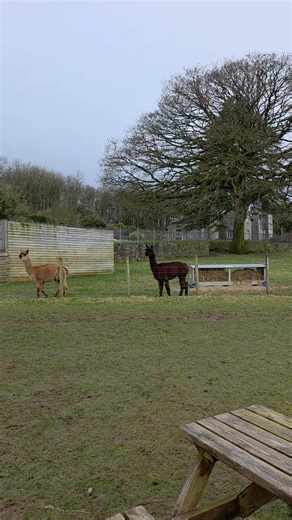 🚨 Alpacas and llamas make alarm calls when they spot something unusual to warn the herd… This morning’s emergency according to Cha-Cha, was a builders bulk bag 🤷‍♀️🦙 #llama #alarmcall #EarlyWarningSystem | Bardsea Alpacas and Llamas