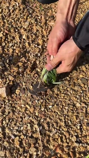 #Rural delicacies brimming with the flavor of daily life#Make big plate chicken for the ch