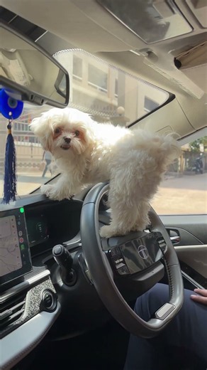 Bella : Maltese the Cutest Dog ever #maltese #doglife #doglove #dogs #dog #dogshorts #dogvideos