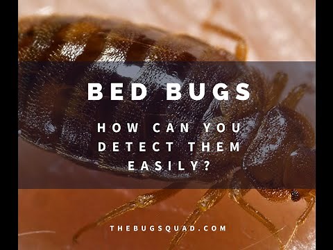 Easy Bed Bug Detection In Five Steps [The Bug Squad]