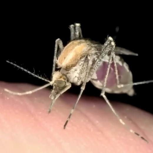 🦟 Did you know? Mosquitoes are the deadliest animals on Earth — not lions or snakes! 😲 They kill more people every year through diseases than any other creature. 🌍💉 #MindshockFacts #MosquitoFacts #ScienceFacts #funfacts#mindshockfacts#trendingreel#followersreelsfypシ゚viralシfypシ゚viralシalシ | MindShock Facts