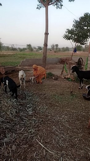 woman goat riding #goatfarming #goatride #villageliferoutine #pakistanivillagelife